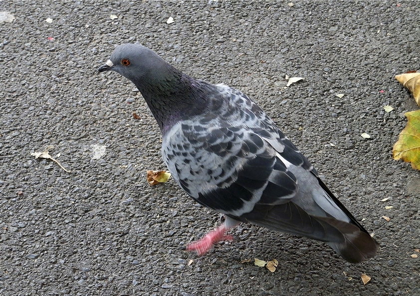 P8301382
