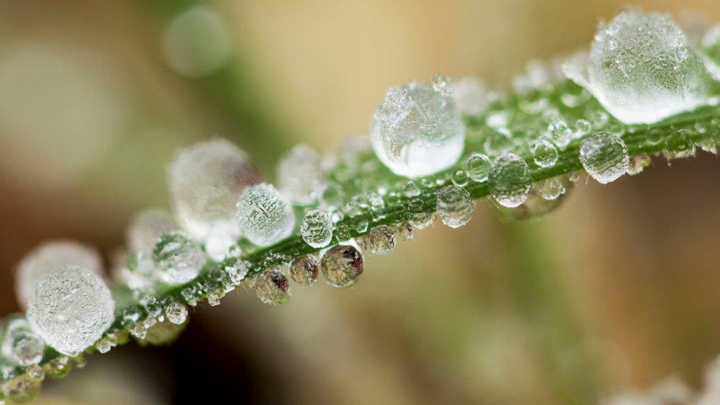 Perles glacées