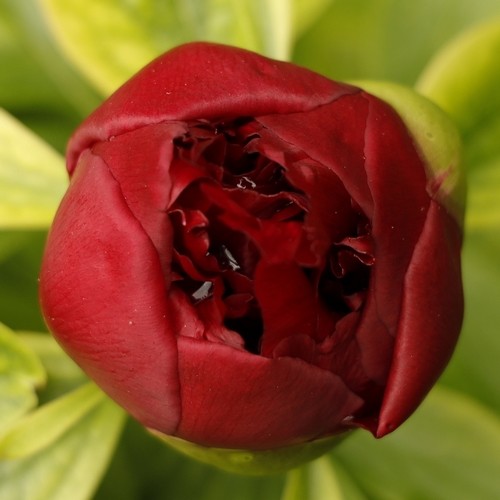 Pivoine carree 2