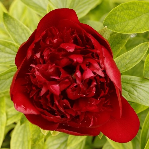 Pivoine carree