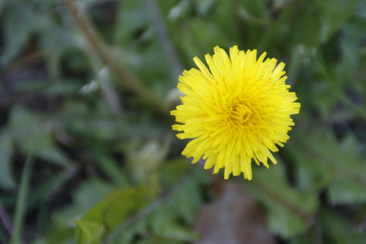 pleine fleur