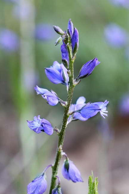 Polygala vulgaris