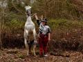 poney indien le dressage