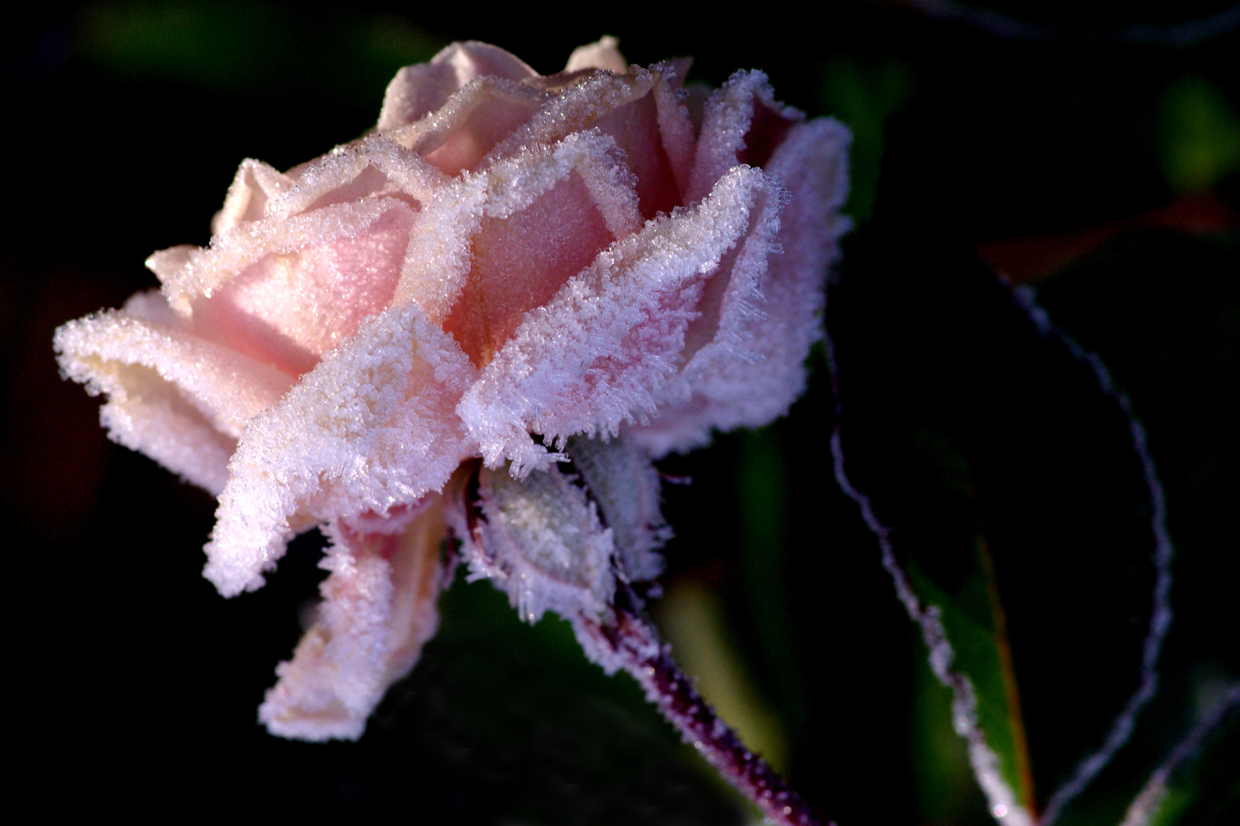 Rose de décembre