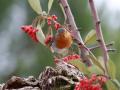 Rouge-gorge (5)