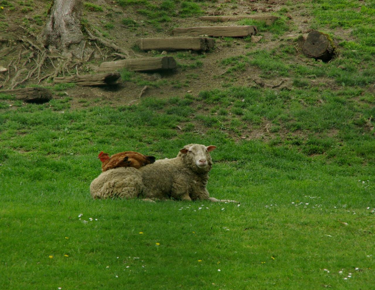 Saute mouton