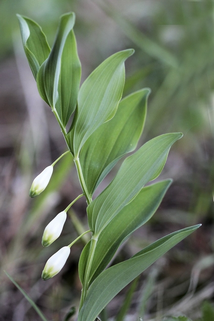 Sceau de Salomon