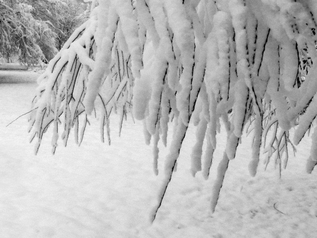 Sous la neige