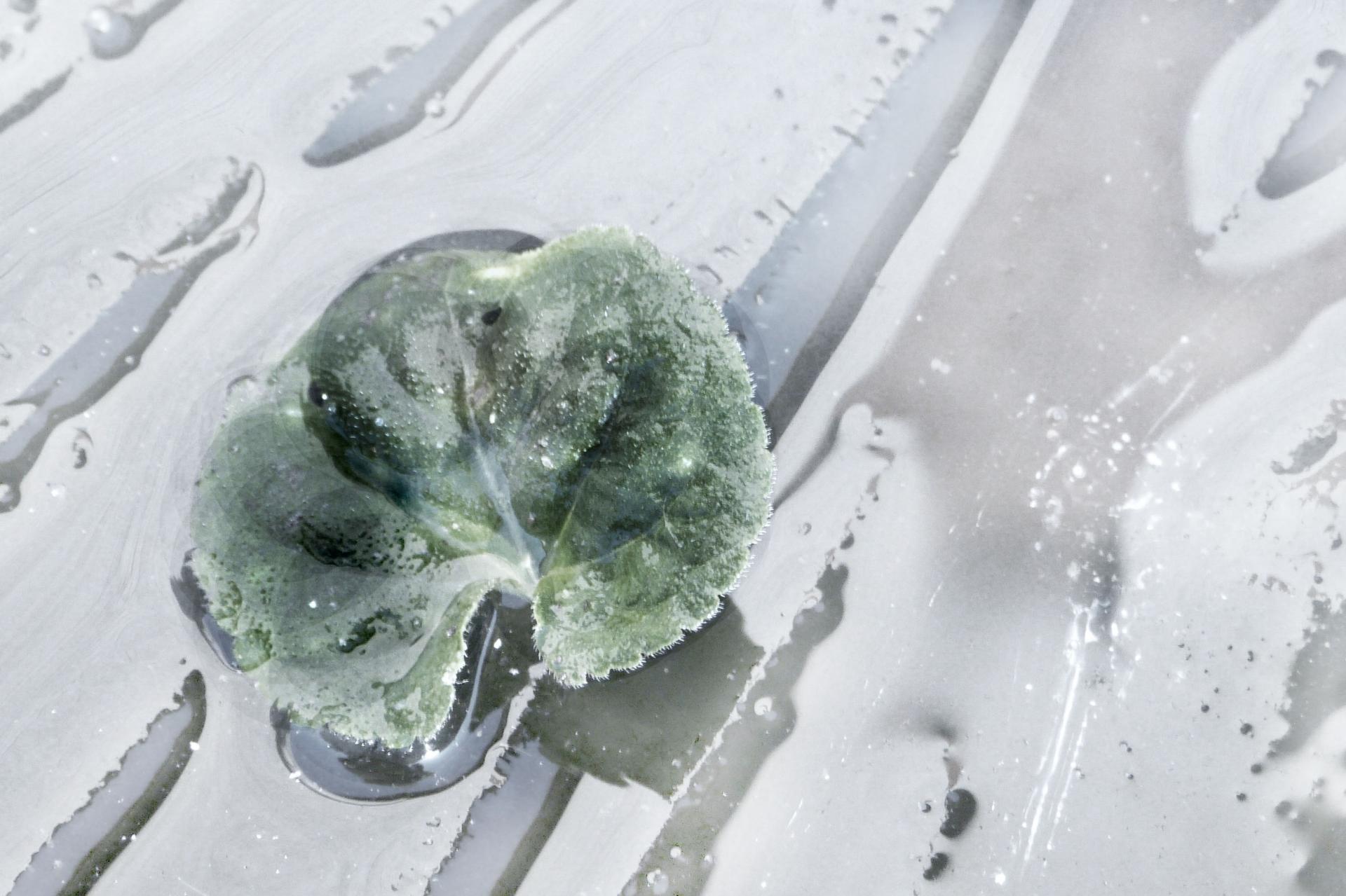 Tombée sur la glace