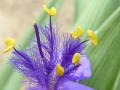 Tradescantia