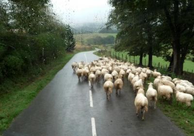 Troupeau en Béarn