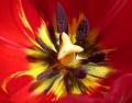 Tulipe