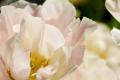 Tulipe