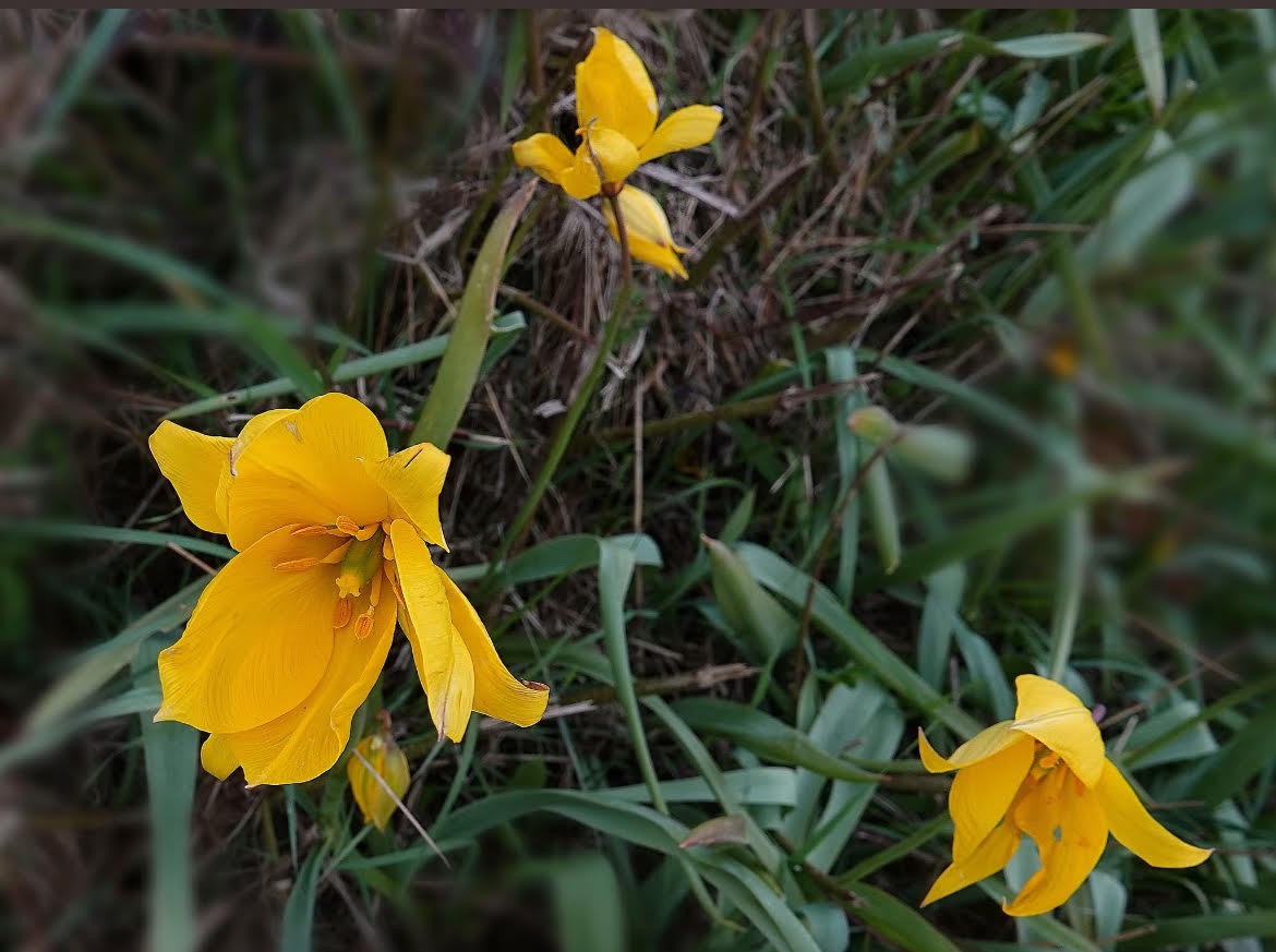 Tulipes jaunes